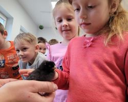 dzieci i dorośli podczas spotkania ze zwięrzętami wiejskimi