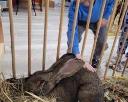 dzieci i dorośli podczas spotkania ze zwięrzętami wiejskimi