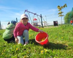 dzieci podczas zajeć przyrodniczych o mniszku lekarskim
