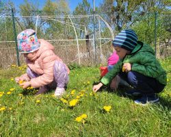 dzieci podczas zajeć przyrodniczych o mniszku lekarskim