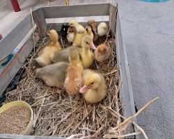 dzieci zapoznają się z żywymi zwierzętami