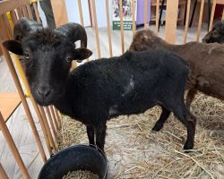 dzieci zapoznają się z żywymi zwierzętami