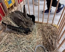 dzieci zapoznają się z żywymi zwierzętami