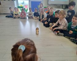 dzieci podczas spotkania z żywymi zwierzętami kangurem, agamom, królikiem