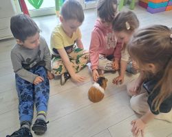 dzieci podczas spotkania z żywymi zwierzętami kangurem, agamom, królikiem