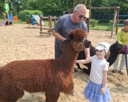 dzieci podczas spotkania z alpakami