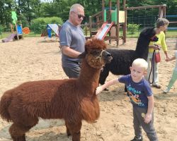 dzieci podczas spotkania z alpakami