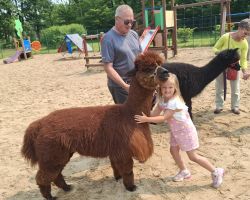 dzieci podczas spotkania z alpakami
