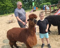 dzieci podczas spotkania z alpakami