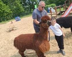 dzieci podczas spotkania z alpakami