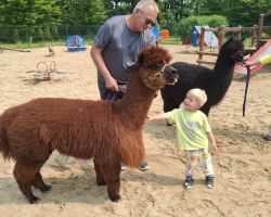 dzieci podczas spotkania z alpakami