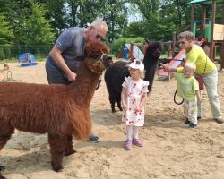 dzieci podczas spotkania z alpakami