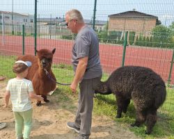 dzieci podczas spotkania z alpakami