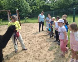 dzieci podczas spotkania z alpakami