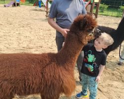 dzieci podczas spotkania z alpakami