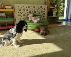 dzieci, teraputa i dwa psy podczas zajęć z dogoterapii