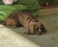 dzieci, teraputa i dwa psy podczas zajęć z dogoterapii