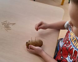 dzieci wykonujące jeże z ziemniaków